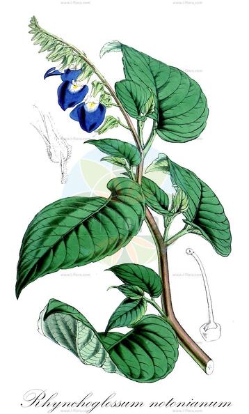 Rhynchoglossum notonianum