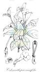 Codonanthopsis crassifolia