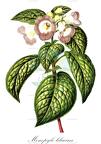 Monopyle lilacina