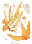 Rhodoglossum