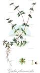Gisekia pharnaceoides