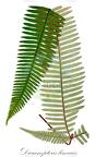 Dicranopteris linearis