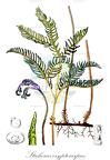 Sticherus cryptocarpus