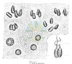 Chlorosaccus