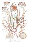 Gracilariopsis