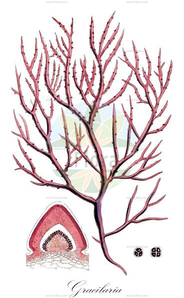 Gracilaria