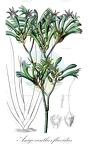 Anigozanthos flavidus