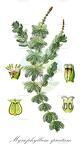 Myriophyllum spicatum