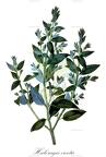 Haloragis erecta