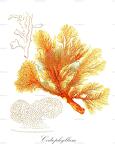 Codiophyllum