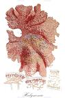 Halymenia