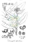 Dicoryphe stipulacea