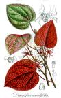 Disanthus cercidifolius