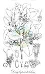 Distyliopsis tutcheri