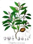 Distylium racemosum