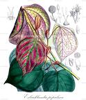 Exbucklandia populnea