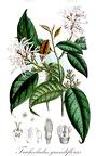 Trichocladus grandiflorus