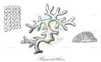 Phymatolithon