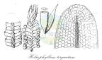 Helicophyllum torquatum