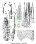 Actinothuidium hookeri