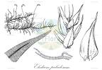 Elodium paludosum