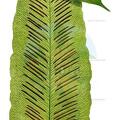 Hemidictyum marginatum