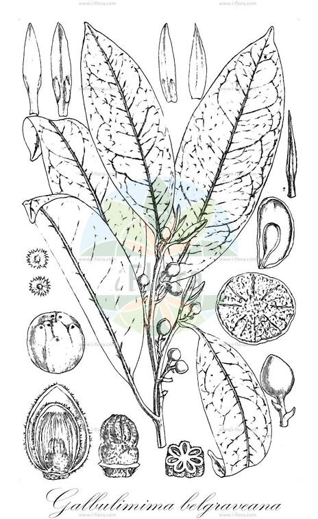 Galbulimima belgraveana