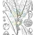 Galbulimima belgraveana