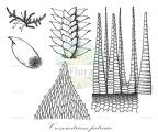 Crossomitrium patrisiae