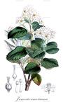 Jamesia americana