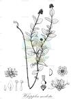 Whipplea modesta