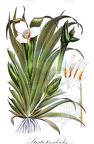 Stratiotes aloides