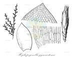 Hydropogonella gymnostoma