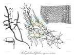Rhytidiadelphus squarrosus