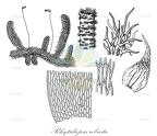 Rhytidiopsis robusta