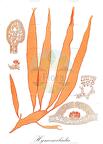 Hymenocladia