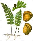 Hymenophyllum tunbrigense