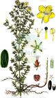 Hypericum perforatum