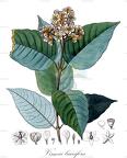 Vismia baccifera