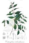 Cratoxylum cochinchinense