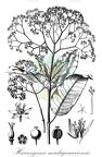 Harungana madagascariensis