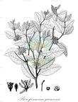 Psorospermum guineense