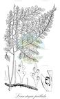 Leucostegia pallida