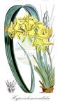 Hypoxis hemerocallidea