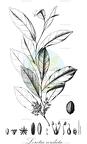 Leretia cordata