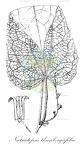 Natsiatopsis thunbergiifolia