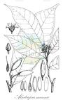 Alsodeiopsis mannii