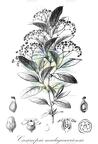 Cassinopsis madagascariensis