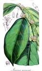 Icacina mannii