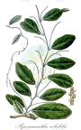 Pyrenacantha volubilis